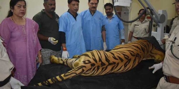 खिवनी अभयारण्य से लाए गए घायल बाघ “युवराज” का वन विहार में हो रहा उपचार