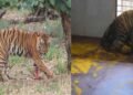 युवराज बाघ का खिवनी अभ्यारण से वन विहार तक का सफर