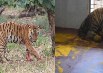 युवराज बाघ का खिवनी अभ्यारण से वन विहार तक का सफर