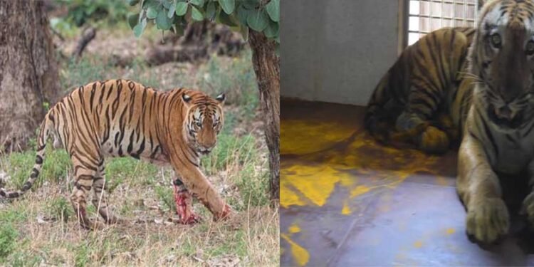 युवराज बाघ का खिवनी अभ्यारण से वन विहार तक का सफर