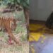 युवराज बाघ का खिवनी अभ्यारण से वन विहार तक का सफर