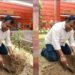 प्रदेश उपाध्यक्ष महेश सिनकर ने आम के वृक्ष मंदिर परिसर में लगाए