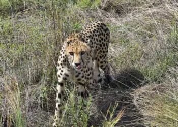21 दिन जंगल में लापता रही चीता निर्वात मिली, कॉलर का सिग्नल बंद होने से बढ़ी थी चिंता