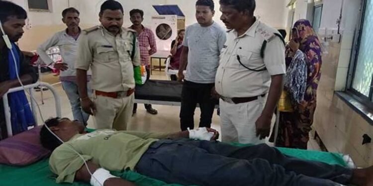 बाघिन ने किया चरवाहे पर हमला, भैंसों की वफादारी से बची जान