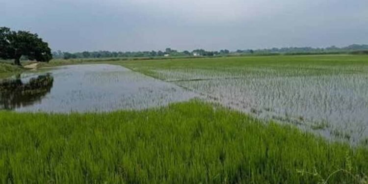 इंद्रावती नदी की बाढ़ का कहर, बस्तर में सैकड़ों एकड़ धान की फसल जलमग्न