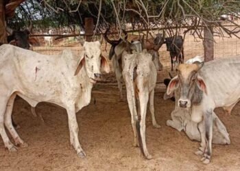छत्तीसगढ़ में गौठान में 6 गायों की मौत पर कार्रवाई, सहायक पशु चिकित्सा अधिकारी हटे