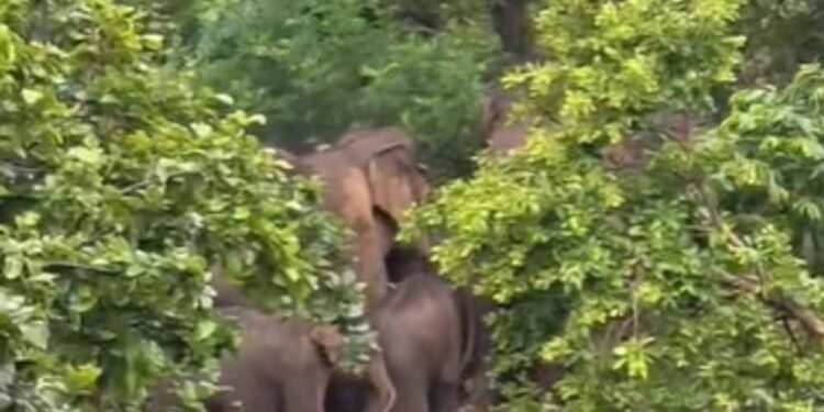 जशपुर की कैलाश गुफा में उमड़ेगा आस्था का सैलाब, हजारों कांवड़िए करेंगे दर्शन; 16 हाथियों ने डाला डेरा