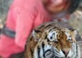 CG में ATR के प्रतिबंधित क्षेत्र में बाघिन का हमला, युवक की मौत