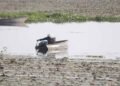 बड़ा तालाब में कीटनाशक छिड़काव पर NGT सख्त, कलेक्टर और नगर निगम को नोटिस