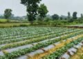 सूक्ष्म सिंचाई योजना से खेती बनी अधिक लाभकारी, ड्रिप सिंचाई अपनाकर किसान ने बढ़ाया सब्जी उत्पादन