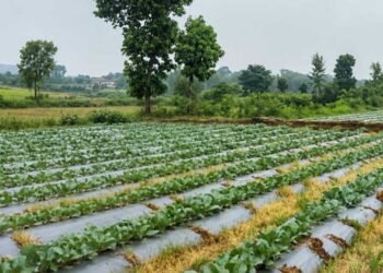 सूक्ष्म सिंचाई योजना से खेती बनी अधिक लाभकारी, ड्रिप सिंचाई अपनाकर किसान ने बढ़ाया सब्जी उत्पादन