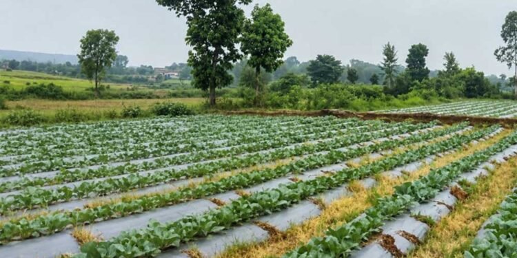 सूक्ष्म सिंचाई योजना से खेती बनी अधिक लाभकारी, ड्रिप सिंचाई अपनाकर किसान ने बढ़ाया सब्जी उत्पादन