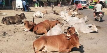 सड़कों पर पशुओं के कारण होने वाली दुर्घटनाओं को रोकने के लिए समाज की भागीदारी सुनिश्चित होगी