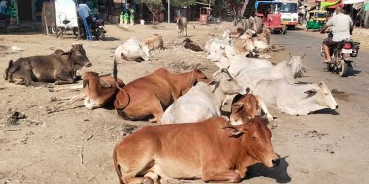 सड़कों पर पशुओं के कारण होने वाली दुर्घटनाओं को रोकने के लिए समाज की भागीदारी सुनिश्चित होगी