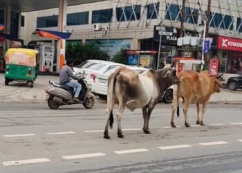 ग्वालियर की सड़कों पर आवारा गोवंश बना खतरा, चरनोई जमीनों से अतिक्रमण हटाने की मांग