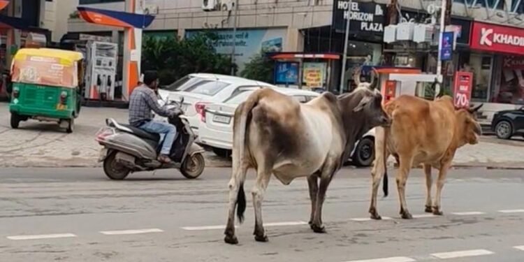 ग्वालियर की सड़कों पर आवारा गोवंश बना खतरा, चरनोई जमीनों से अतिक्रमण हटाने की मांग