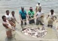 प्रधानमंत्री मत्स्य संपदा योजना ने बदली किसानों की किस्मत, मछली पालन बना अतिरिक्त आमदनी का मजबूत जरिया