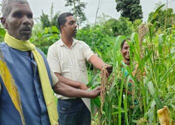 बीजों की कोठरी में सहेजी है पीढ़ियों की खुशहाली, मझगवां के आदिवासी परिवारों ने बचाकर रखी देसी अनाज की विरासत
