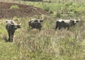 बांधवगढ़ में बढ़ रहा गौर का कुनबा, कान्हा में वन भैंसा पुनर्स्थापना से मजबूत होगा पारिस्थितिकी तंत्र