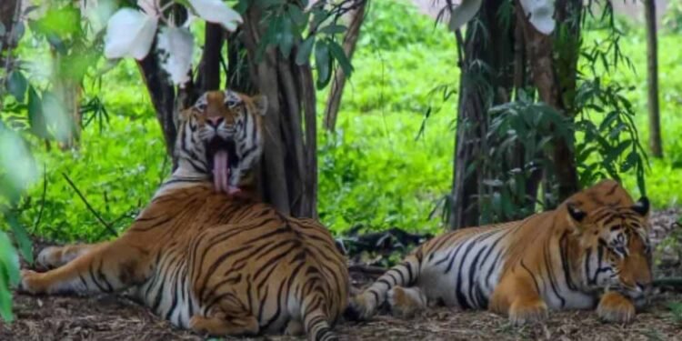 इंद्रावती टाइगर रिजर्व में अब वैज्ञानिक तरीके से होगी बाघों की निगरानी