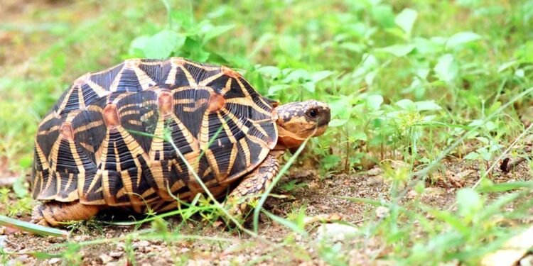 दुर्लभ एवं प्रतिबंधित प्रजाति के वन्य-जीव कछुओं की अंतर्राज्यीय तस्करी