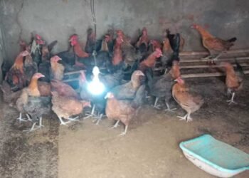 मुर्गी पालन ने बदली रजनी की राह, आत्मनिर्भरता की ओर बढ़ाया कदम