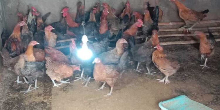 मुर्गी पालन ने बदली रजनी की राह, आत्मनिर्भरता की ओर बढ़ाया कदम
