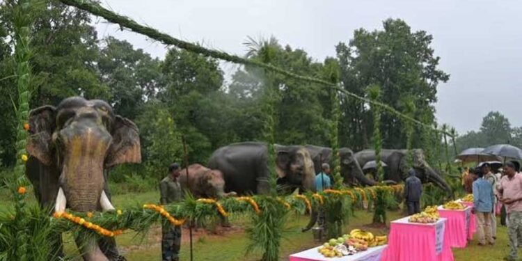 गजराजों के विश्राम और सेवा का पर्व, ‘हाथी पुनर्यौवनीकरण’ कैंप-2026 का हुआ शुभारंभ