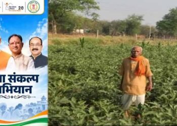 धान की पारंपरिक खेती से आगे बढ़कर फागूराम ने अपनाई ग्राफ्टेड बैंगन की खेती, मुनाफे में हुई 20 हजार रुपये की बढ़ोतरी