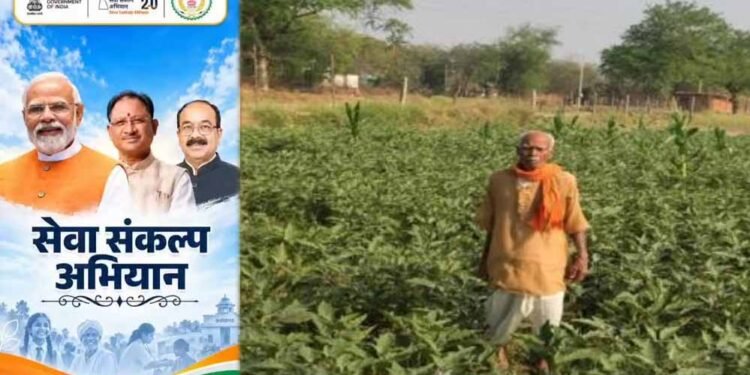 धान की पारंपरिक खेती से आगे बढ़कर फागूराम ने अपनाई ग्राफ्टेड बैंगन की खेती, मुनाफे में हुई 20 हजार रुपये की बढ़ोतरी