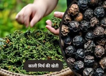 पचमढ़ी में अब होगी काली मिर्च और दालचीनी की खेती, किसानों को मिलेंगे पौधे