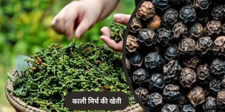 पचमढ़ी में अब होगी काली मिर्च और दालचीनी की खेती, किसानों को मिलेंगे पौधे
