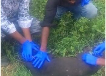 बाघों एवं मवेशियों की सुरक्षा हेतु परिधिवर्ती ग्रामों में टीकाकरण