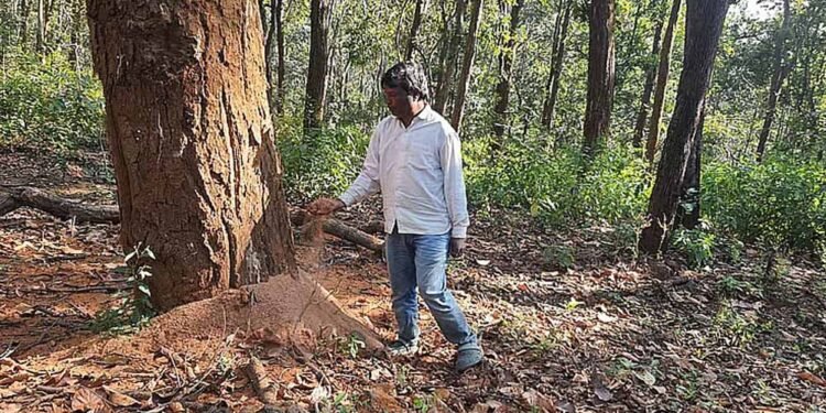डिंडौरी में डेढ़ लाख पेड़ों की कटाई का लक्ष्य, अब तक सिर्फ 4516 पेड़ कटे