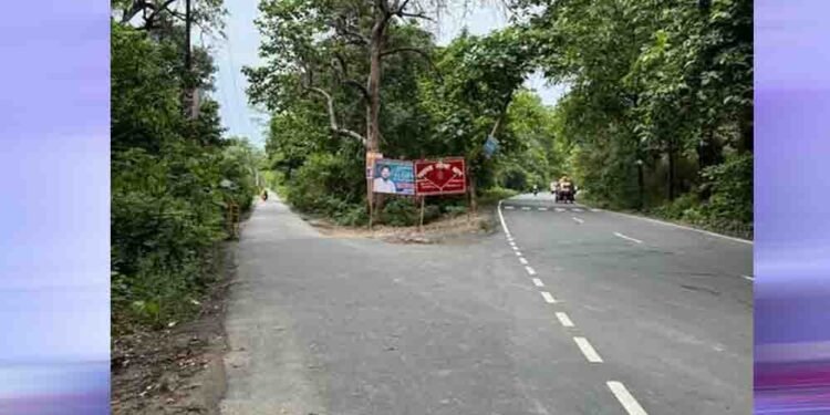 भोपाल के जंगलों से गुजरेंगी 60 मीटर चौड़ी सड़कें, बाघों के मूवमेंट पर मंडराया खतरा