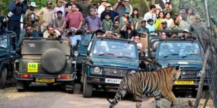 बांधवगढ़ में पर्यटकों की धूम, 8 दिन में 4598 सैलानियों ने की जंगल सफारी; बाघों के करीब से दीदार