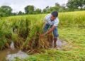 बस्तर में किसानों की बढ़ी चिंता, खेतों में पड़ी फसल बचाने की चुनौती
