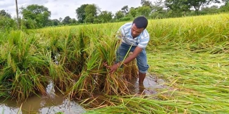 बस्तर में किसानों की बढ़ी चिंता, खेतों में पड़ी फसल बचाने की चुनौती