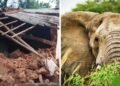CG में हाथियों का तांडव, सुबह 3 बजे गांव में घुसे झुंड ने मवेशियों को कुचला