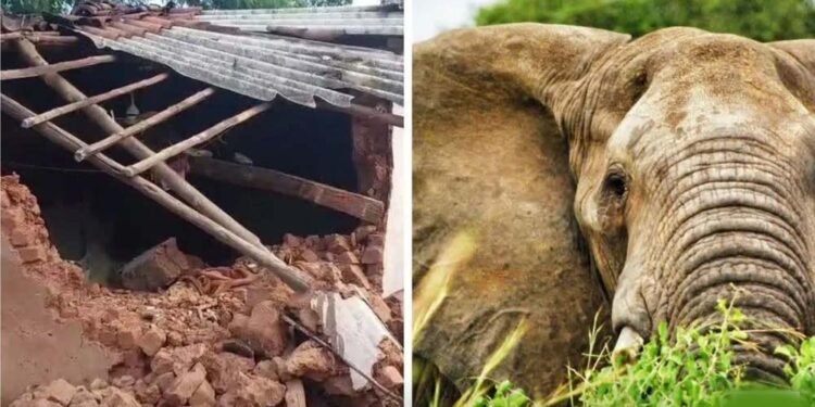 CG में हाथियों का तांडव, सुबह 3 बजे गांव में घुसे झुंड ने मवेशियों को कुचला