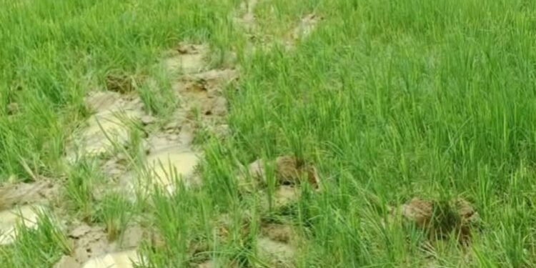 रायगढ़ में हाथियों का आतंक, 14 किसानों की फसलें रौंदी, 85 हाथियों की मौजूदगी से दहशत