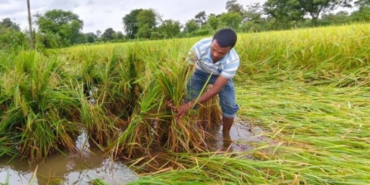 चक्रवात ‘अर्नब’ का कहर, खेतों में बिछी धान की फसल; सड़ने का बढ़ा खतरा