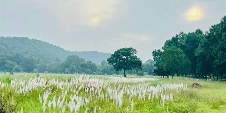 चक्रवात अरनब के प्रभाव से सुहावना हुआ मौसम, बांधवगढ़ टाइगर रिजर्व में प्रबंधन सतर्क